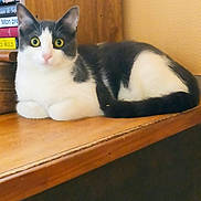 Luna a rejoint le concours — aidez-le/la à gagner de superbes lots ! abyssinian, angora, animal, blackcat, bookcase, cat, desk, drawer, furniture, hardwood, kitten, manx, pet, plywood, shelf, siamese, table, window, windowsill, wood