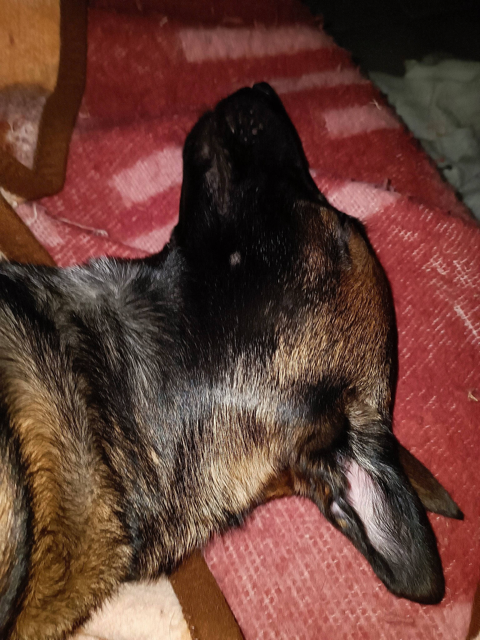 Tchika a rejoint le concours — aidez-le/la à gagner de superbes lots ! canidae, carnivore, claw, comfort, companion_dog, dog, dog_breed, ear, fawn, foot, fur, guard_dog, paw, snout, sporting_group, tail, terrestrial_animal, whiskers, working_animal, working_dog