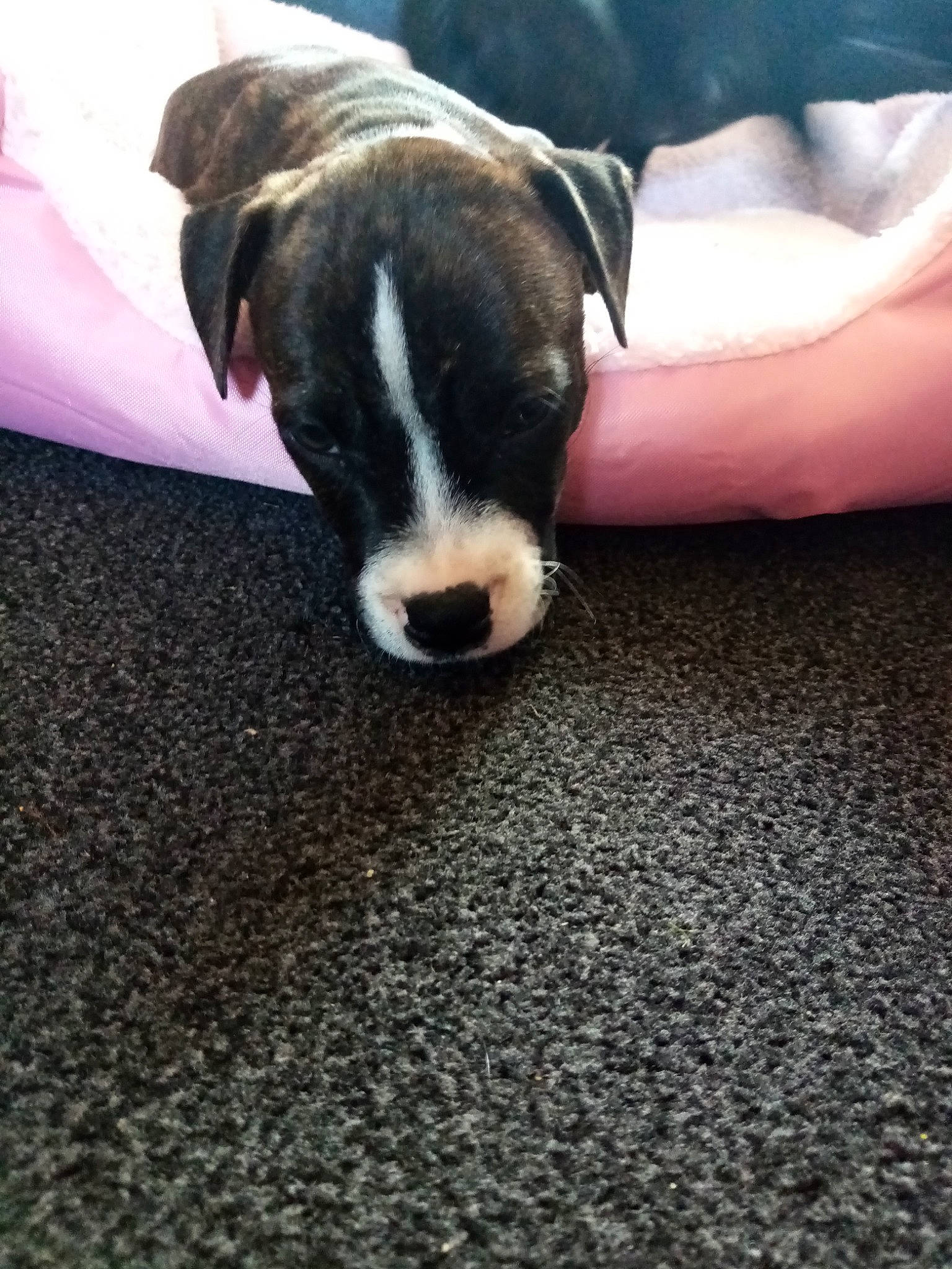 Tegal joined the competition — help win amazing prizes! american_pit_bull_terrier, american_staffordshire_terrier, bull_terrier, canidae, carnivore, companion_dog, dog, dog_breed, fawn, mammal, non_sporting_group, pit_bull, puppy, snout, valley_bulldog, vertebrate