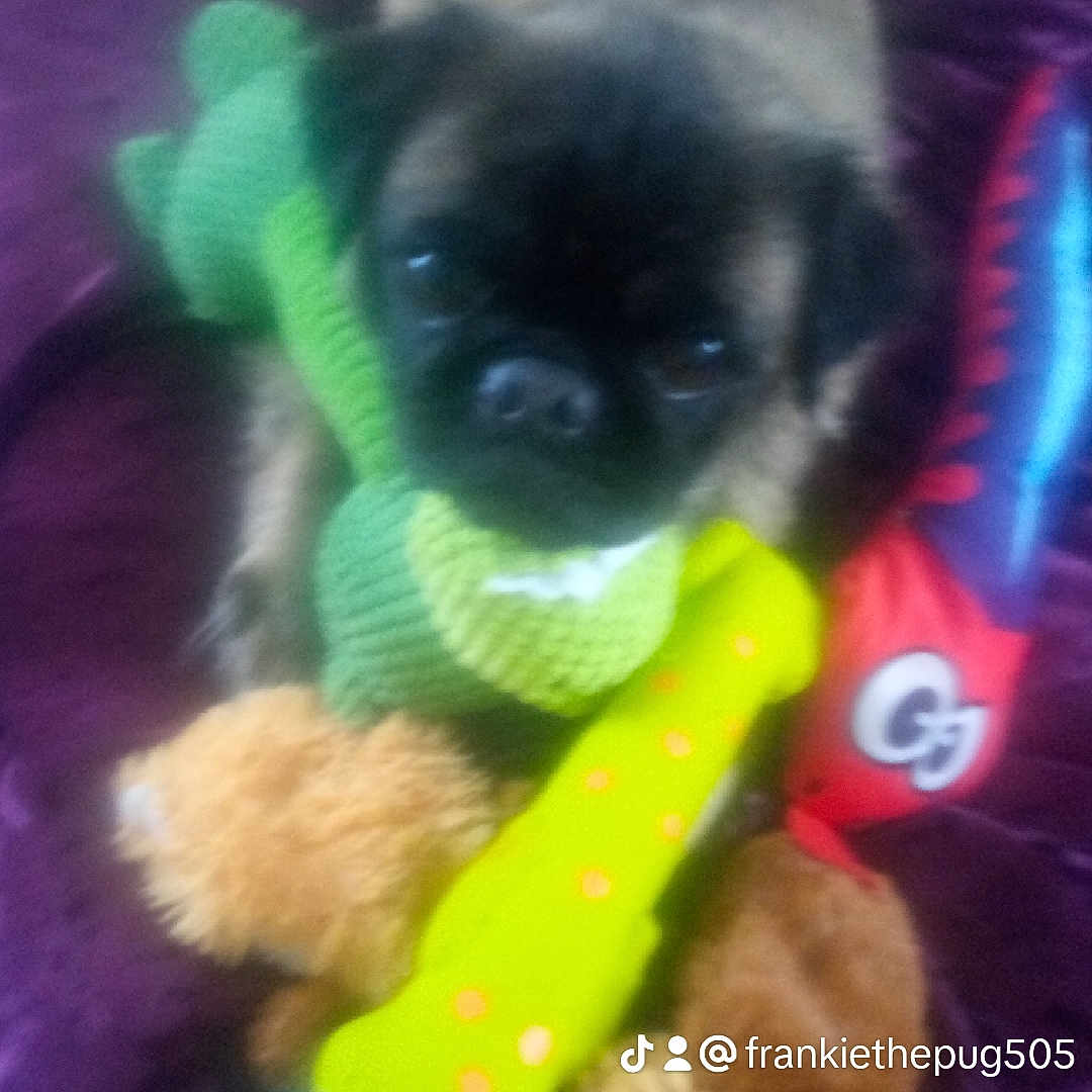 Frankie H joined the competition — help win amazing prizes! canidae, carnivore, companion_dog, dog, dog_breed, dog_supply, fawn, fur, liver, natural_foods, non_sporting_group, paw, pug, snout, sporting_group, stuffed_toy, terrestrial_animal, toy, toy_dog, working_animal
