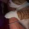 Munchie is registered to the contest to win money with this photo: cat, orange_cat, white_cat, tabby, sleeping, relaxed, pet, animal, furry, whiskers, paws, close_up, indoor, dim_lighting, portrait, human_arm, bracelet, cuddling, cozy, nap
