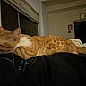 cat, orange_cat, white_cat, tabby, sleeping, lying_down, relaxed, pet, animal, feline, whiskers, ears, striped_fur, indoor, bed, blanket, bedroom, cozy, night, portrait