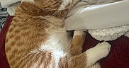 Munchie is registered to the contest to win money with this photo: cat, orange_cat, white_cat, tabby, sleeping, curled_up, relaxed, furry, whiskers, ears, tail, paws, indoor, bed, blanket, pillow, bedding, cozy, pet, portrait