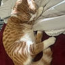 cat, orange_cat, white_cat, tabby, sleeping, curled_up, relaxed, furry, whiskers, ears, tail, paws, indoor, bed, blanket, pillow, bedding, cozy, pet, portrait