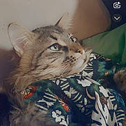 Beetle Juice joined the competition — help win amazing prizes! cat, tabby, pet, animal, fur, whiskers, closeup, portrait, indoor, resting, patterned_fabric, colorful, green, brown, eyes, face, cute, cozy, feline, relaxed