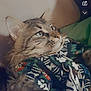 cat, tabby, pet, animal, fur, whiskers, closeup, portrait, indoor, resting, patterned_fabric, colorful, green, brown, eyes, face, cute, cozy, feline, relaxed