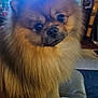 Oliver joined the competition — help win amazing prizes! dog, pomeranian, fluffy, pet, indoor, curious, sitting, closeup, fur, animal, leather, couch, brown, face, cute, companion, domestic, furry, small_dog, portrait