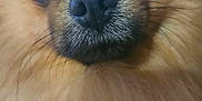 Oliver is registered to the contest to win money with this photo: dog, close_up, fluffy, nose, eyes, fur, pet, animal, cute, portrait, muzzle, whiskers, canine, furry, face, domestic_animal, macro, soft, warm_colors, adorable
