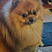 Oliver joined the competition — help win amazing prizes! dog, pomeranian, fluffy, pet, indoor, fur, brown, cute, animal, leather, carpet, furniture, closeup, portrait, small_dog, face, ears, nose, eyes, domestic_animal