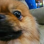 Oliver is registered to the contest to win money with this photo: dog, close_up, fluffy, eye, snout, pet, indoor, couch, fur, animal, mammal, companion, blurred, brown, cute, face, nose, whiskers, domestic, canine