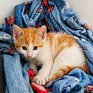 Sanday a rejoint le concours — aidez-le/la à gagner de superbes lots ! animal, blanket, blue_blanket, cat, cozy, curious, cute, ears, fur, fur_texture, indoor, kitten, looking, orange_and_white, paw, pet, resting, small, whiskers, young