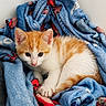 animal, blanket, blue_blanket, cat, cozy, curious, cute, ears, fur, fur_texture, indoor, kitten, looking, orange_and_white, paw, pet, resting, small, whiskers, young