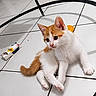 Sanday a rejoint le concours — aidez-le/la à gagner de superbes lots ! animal, cat, children_toy, colorful, curious, cute, domestic, feline, floor, indoor, kitten, living_room, orange_and_white, pet, playful, resting, shadow, tile, toy, young