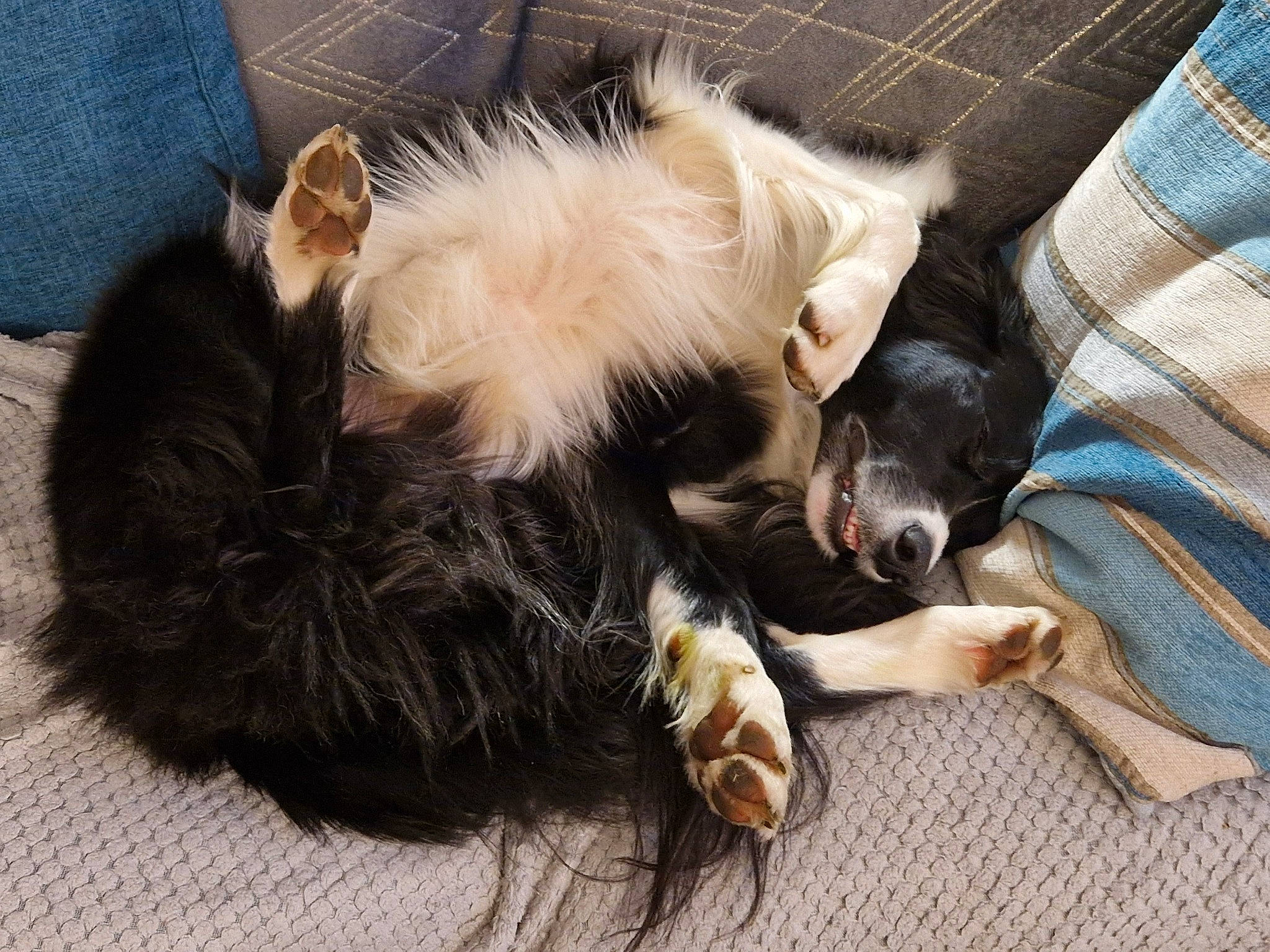 Cooper joined the competition — help win amazing prizes! border_collie, carnivore, claw, comfort, companion_dog, digital_video_recorder, dog, dog_breed, fawn, felidae, fur, pattern, paw, plaid, snout, sporting_group, tartan, terrestrial_animal, whiskers, working_animal