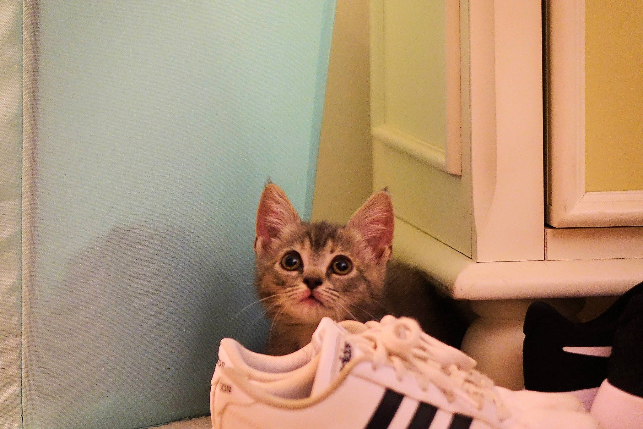 Anastasia joined the competition — help win amazing prizes! american_shorthair, asian, carnivore, cat, domestic_short_haired_cat, european_shorthair, fawn, felidae, fur, kitten, mammal, munchkin, room, small_to_medium_sized_cats, tabby_cat, whiskers