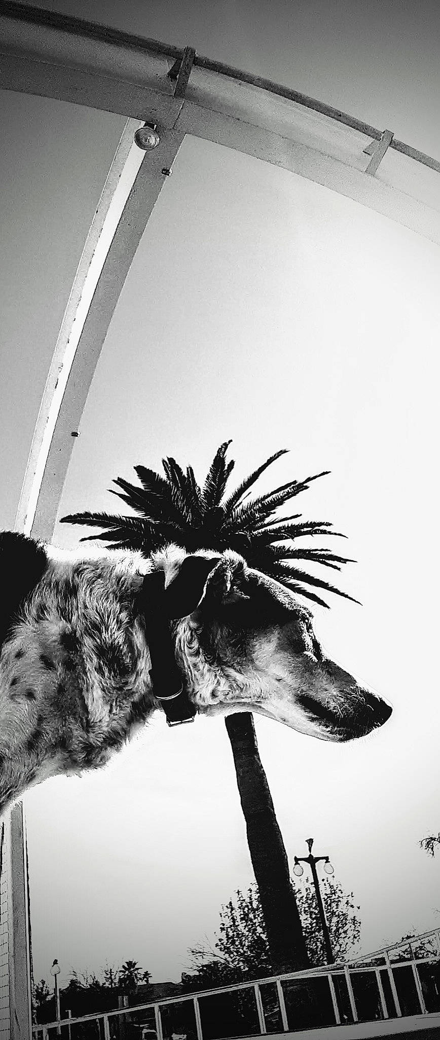 Charlie joined the competition — help win amazing prizes! arecales, black_and_white, canidae, dog_breed, eyewear, feather, fur, goats, houseplant, monochrome, monochrome_photography, palm_tree, plant, sky, snout, stock_photography, tree, whiskers, wildlife, wing