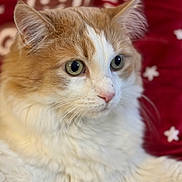 Lost a rejoint le concours — aidez-le/la à gagner de superbes lots ! alert, animal, cat, close_up, cozy, cute, domestic_cat, ears, feline, fluffy, green_eyes, indoor, orange_cat, patterned_blanket, pet, portrait, red_background, soft_fur, whiskers, white_fur