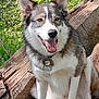 dog, husky, animal, pet, outdoor, forest, tree_trunk, nature, greenery, sunlight, tongue_out, fur, ears, sitting, happy, collar, leaf, wood, daylight, canine