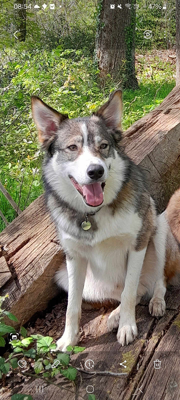 Tasco a rejoint le concours — aidez-le/la à gagner de superbes lots ! dog, husky, animal, pet, outdoor, forest, tree_trunk, nature, greenery, sunlight, tongue_out, fur, ears, sitting, happy, collar, leaf, wood, daylight, canine