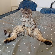 Mochi participe au concours pour gagner de l'argent avec cette photo : bed, bedding, bedroom, blanket, cat, cute, fur, grumpy, home, indoor, paws, pet, pillow, relaxed, scottish_fold, sitting, star_pattern, tabby_cat, tail, whiskers