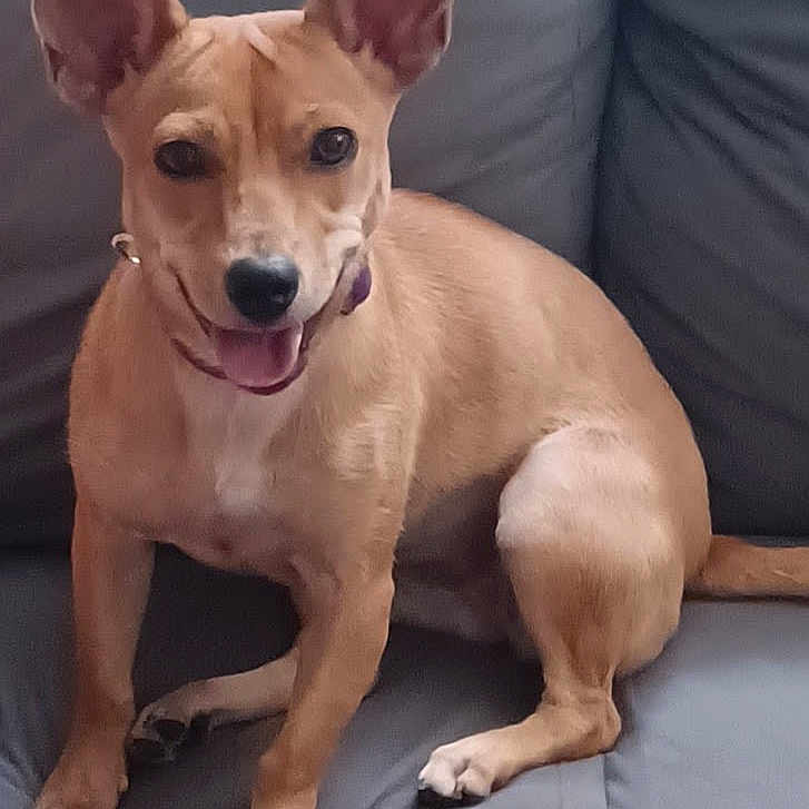 Toots is registered to the contest to win money with this photo: animal, ball, bulldog, canine, chihuahua, couch, cushion, dog, furniture, homedecor, hound, husky, indoors, interiordesign, labradorretriever, pet, puppy, snout, sport, whitedog