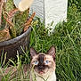 Halo joined the competition — help win amazing prizes! cat, siamese_cat, blue_eyes, grass, outdoor, plant, potted_plant, greenery, nature, animal, pet, fur, whiskers, ears, face, tongue, curious, close_up, daylight, leaf