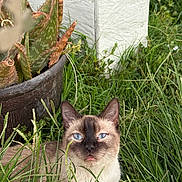 Halo is registered to the contest to win money with this photo: cat, siamese_cat, blue_eyes, grass, outdoor, plant_pot, aloe_plant, greenery, nature, feline, pet, relaxed, whiskers, ears, fur, eyes, close_up, sunlight, shadow, texture