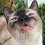 Halo joined the competition — help win amazing prizes! cat, siamese_cat, blue_eyes, whiskers, fur, animal, pet, close_up, outdoor, grass, nature, face, mouth, teeth, ears, curious, feline, portrait, nose