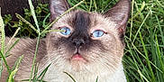 Halo is registered to the contest to win money with this photo: cat, siamese_cat, grass, outdoor, blue_eyes, pet, animal, nature, plant, greenery, fur, whiskers, ears, close_up, curious, resting, wooden_planter, daylight, mammal, cute