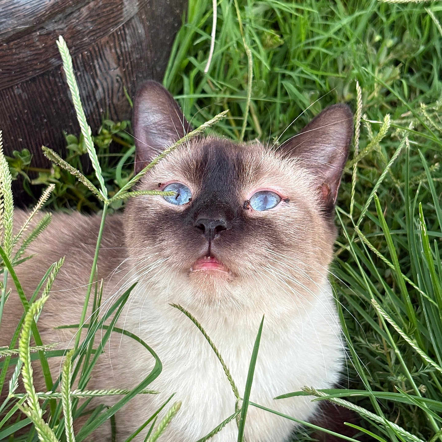 Halo is registered to the contest to win money with this photo: animal, blue_eyes, cat, close_up, curious, cute, daylight, ears, fur, grass, greenery, mammal, nature, outdoor, pet, plant, resting, siamese_cat, whiskers, wooden_planter