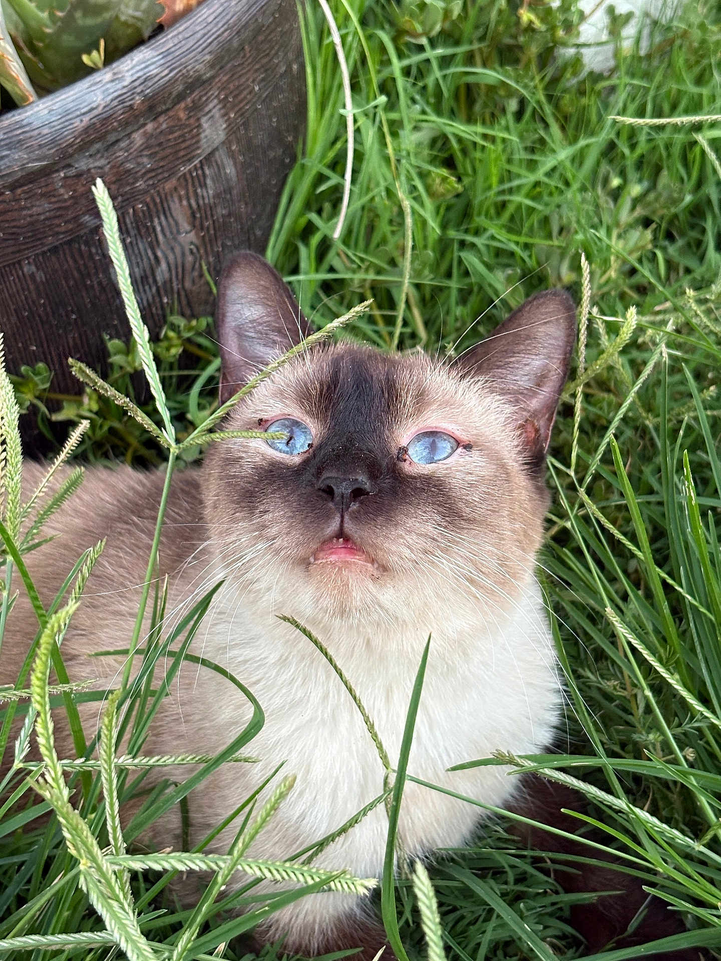 Halo is registered to the contest to win money with this photo: cat, siamese_cat, grass, outdoor, blue_eyes, pet, animal, nature, plant, greenery, fur, whiskers, ears, close_up, curious, resting, wooden_planter, daylight, mammal, cute
