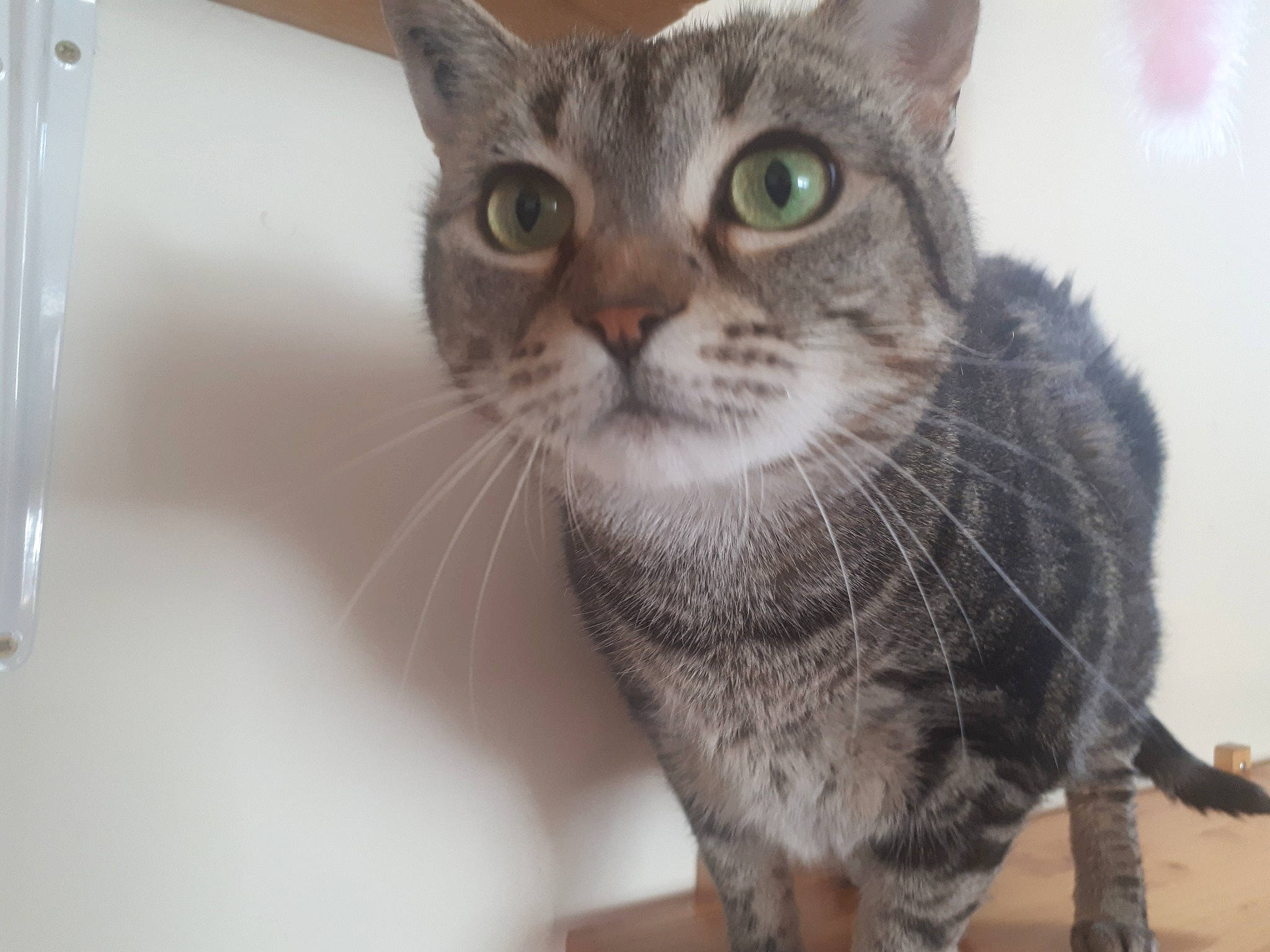 Poppins a rejoint le concours — aidez-le/la à gagner de superbes lots ! aegean_cat, american_shorthair, american_wirehair, asian, australian_mist, california_spangled, carnivore, cat, domestic_short_haired_cat, dragon_li, egyptian_mau, european_shorthair, felidae, mammal, ocicat, small_to_medium_sized_cats, snout, tabby_cat, vertebrate, whiskers