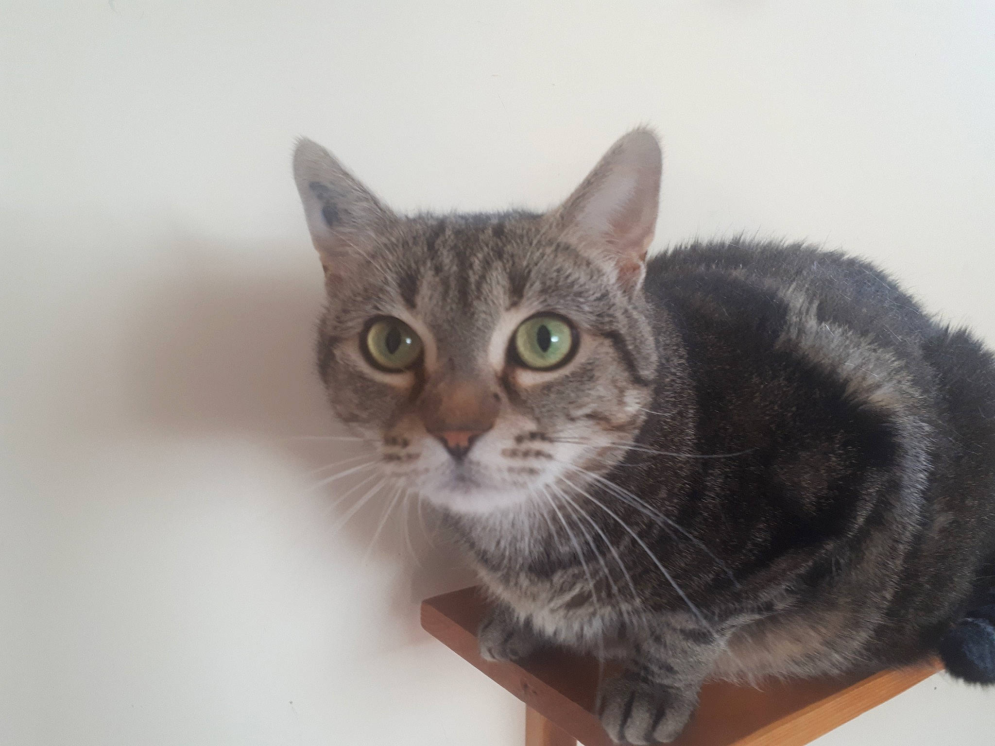 Poppins a rejoint le concours — aidez-le/la à gagner de superbes lots ! american_shorthair, american_wirehair, asian, australian_mist, british_shorthair, california_spangled, carnivore, cat, domestic_short_haired_cat, dragon_li, european_shorthair, felidae, fur, kitten, korat, mammal, small_to_medium_sized_cats, snout, tabby_cat, whiskers