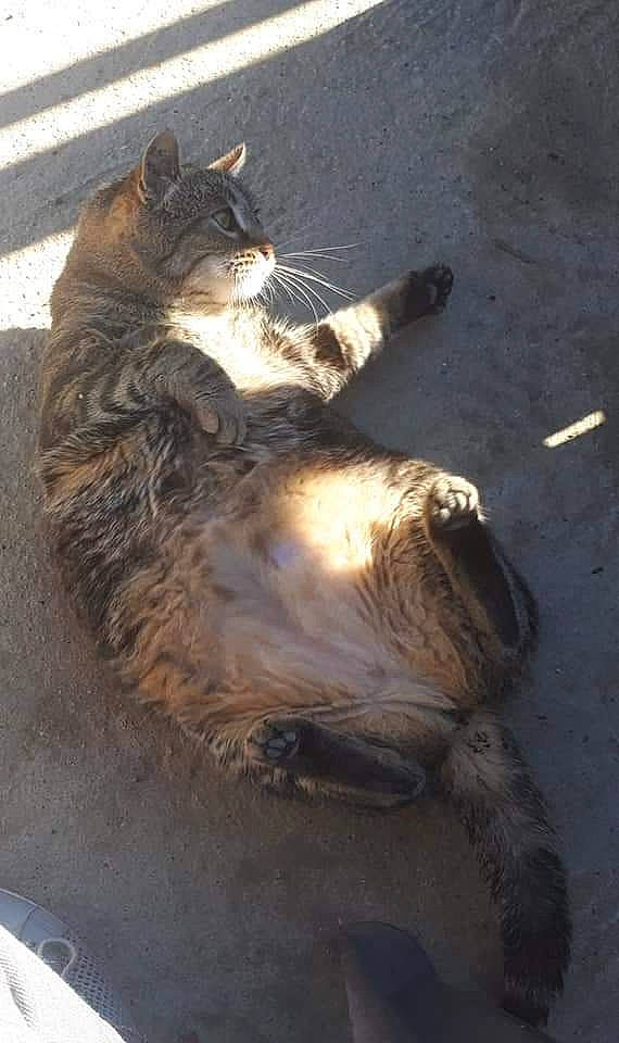 Poppins a rejoint le concours — aidez-le/la à gagner de superbes lots ! carnivore, cat, felidae, small_to_medium_sized_cats, whiskers