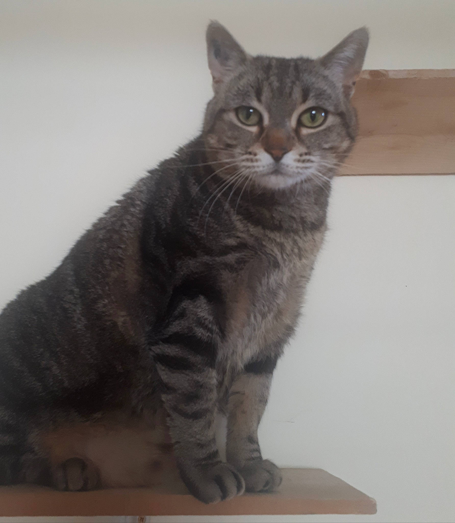 Poppins participe au concours pour gagner de l'argent avec cette photo : american_shorthair, american_wirehair, asian, australian_mist, british_semi_longhair, british_shorthair, carnivore, cat, chartreux, domestic_short_haired_cat, european_shorthair, felidae, korat, mammal, russian_blue, small_to_medium_sized_cats, tabby_cat, vertebrate, whiskers