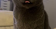 Kiki Aka Mommy is registered to the contest to win money with this photo: cat, gray_cat, pet, animal, tongue_out, bed, blanket, indoor, feline, cute, fur, whiskers, ears, eyes, face, closeup, domestic_animal, resting, cozy, soft_light