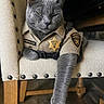 Kiki Aka Mommy joined the competition — help win amazing prizes! cat, gray_cat, chair, costume, deputy_sheriff_uniform, badge, pet, animal, feline, indoor, wooden_floor, relaxed, paw, police, uniform, funny, cute, portrait, domestic_cat, sitting