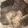 kitten, cat, sleeping, snuggling, feline, pet, animal, cute, cozy, blanket, fur, tabby, gray_cat, resting, indoors, young, multiple_animals, playful, nestled, warm
