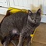 Kiki Aka Mommy is registered to the contest to win money with this photo: cat, gray_cat, cardboard_box, wooden_floor, indoor, pet, feline, relaxed, looking_at_camera, yellow_box, flooring, domestic_cat, animal, cute, home, resting, fur, whiskers, ears, eyes