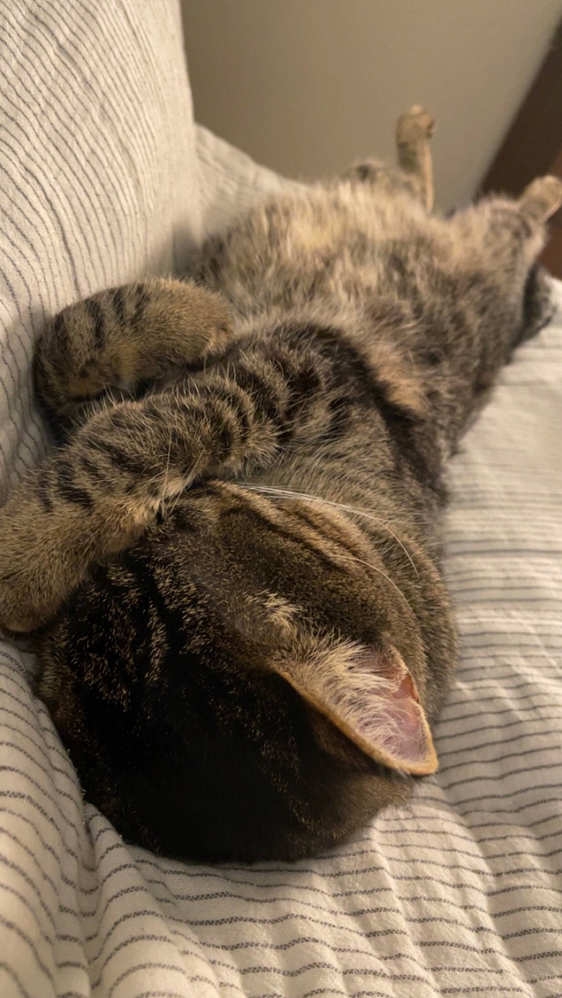 Blu joined the competition — help win amazing prizes! carnivore, cat, claw, comfort, domestic_short_haired_cat, felidae, fur, grey, nap, paw, sleep, small_to_medium_sized_cats, snout, tail, terrestrial_animal, whiskers, wildlife, wood, wool