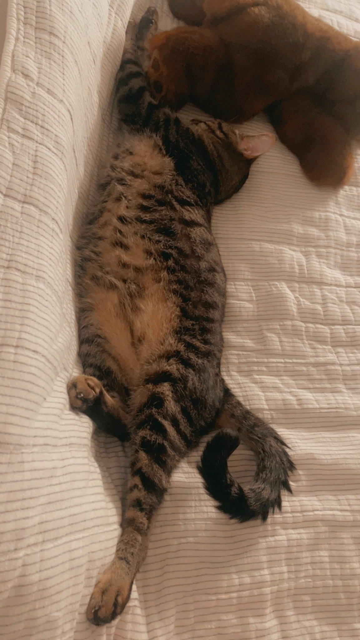 Blu is registered to the contest to win money with this photo: carnivore, cat, claw, comfort, domestic_short_haired_cat, felidae, flooring, fur, grey, hardwood, nap, paw, small_to_medium_sized_cats, snout, tail, terrestrial_animal, whiskers, wood