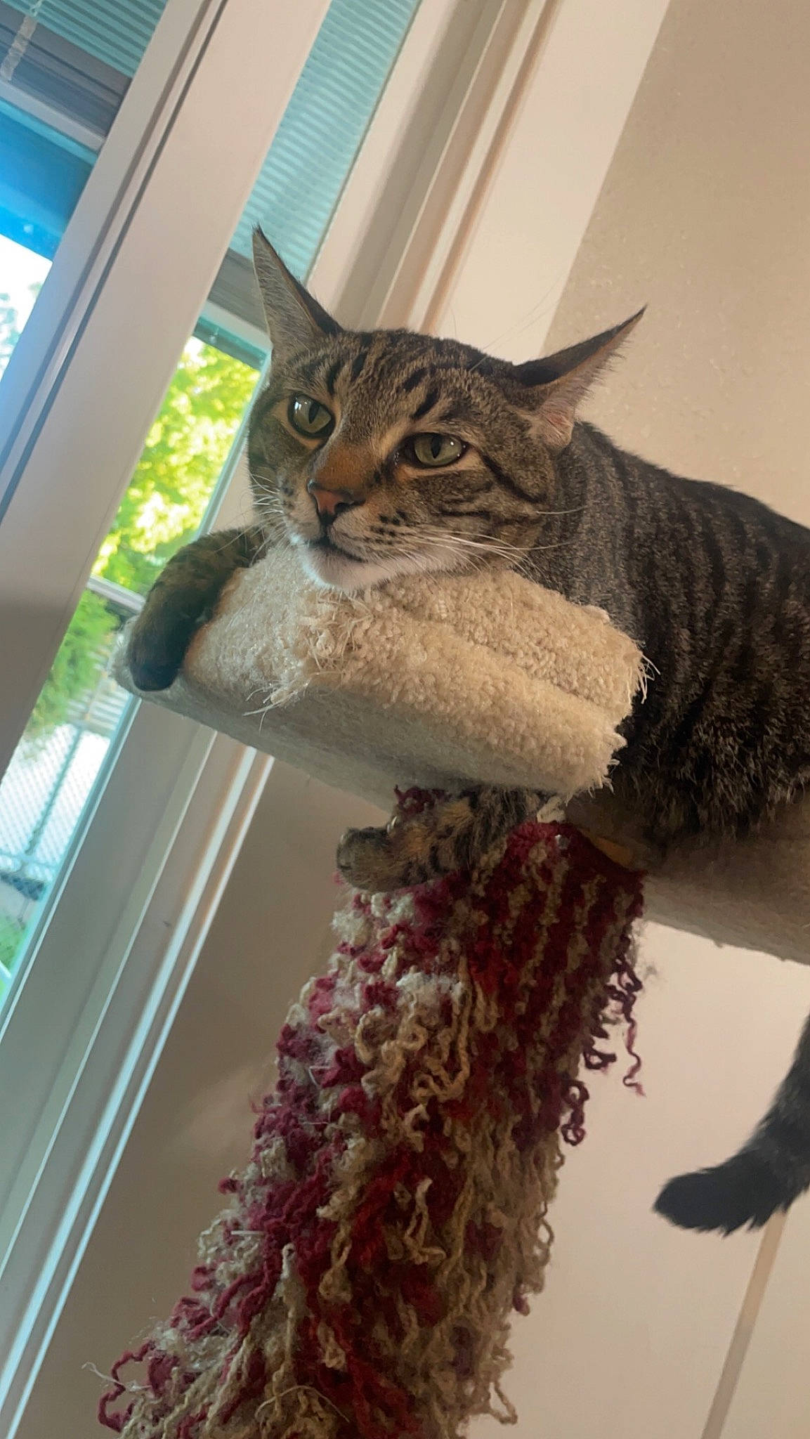 Blu is registered to the contest to win money with this photo: carnivore, cat, claw, domestic_short_haired_cat, fashion_design, fawn, felidae, fur, hat, lynx, room, small_to_medium_sized_cats, snout, tail, terrestrial_animal, textile, tree, whiskers, wildlife, window