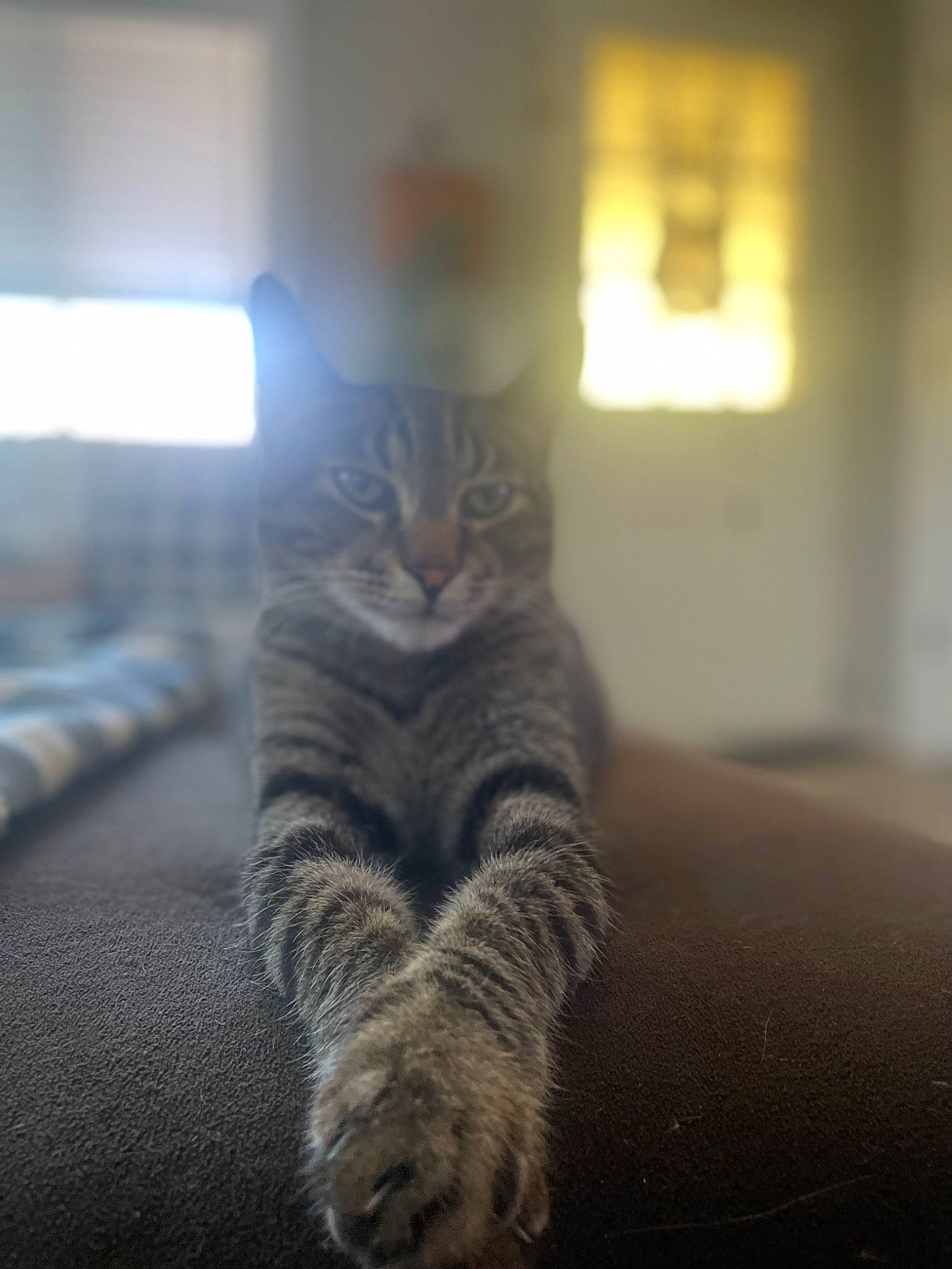 Blu is registered to the contest to win money with this photo: carnivore, cat, comfort, darkness, domestic_short_haired_cat, eye, felidae, flooring, fur, grey, hair, human_leg, leg, paw, road_surface, small_to_medium_sized_cats, snout, tail, whiskers, wood