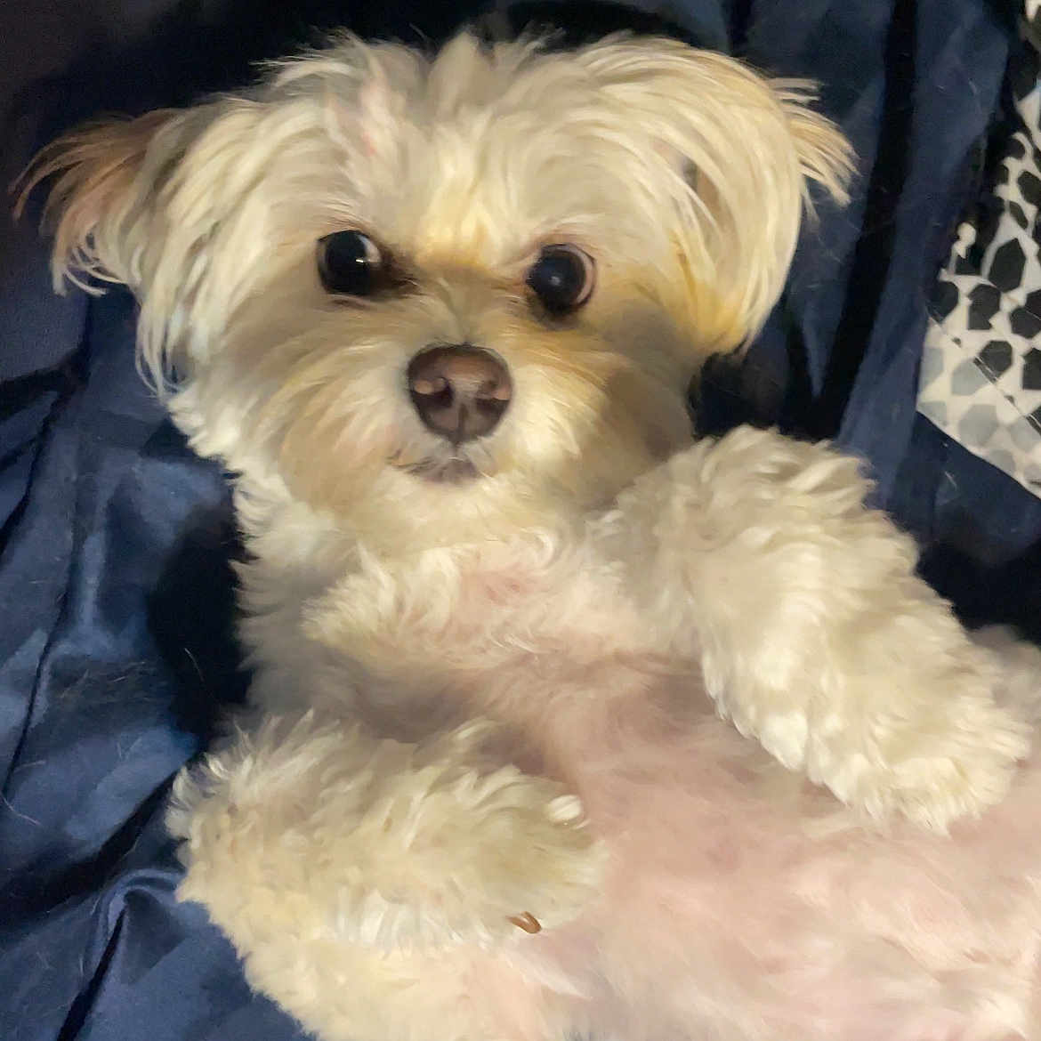 Lola joined the competition — help win amazing prizes! adorable, animal, bed, canine, close_up, companion, curious_eyes, cute, dog, fluffy, fur, indoors, lying_down, paw, pet, portrait, relaxed, resting, soft, white_fur