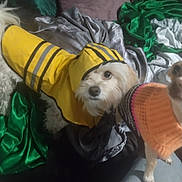 Lola joined the competition — help win amazing prizes! animal, clothing, colorful, companion, cozy, curious, cute, dog, fabric, furry, indoor, looking_up, orange, pet, raincoat, small_dog, soft, sweater, textile, yellow