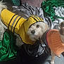 animal, clothing, colorful, companion, cozy, curious, cute, dog, fabric, furry, indoor, looking_up, orange, pet, raincoat, small_dog, soft, sweater, textile, yellow