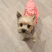 Tru joined the competition — help win amazing prizes! dog, small_dog, pet, cute, pink_sweater, fur, animal, indoor, looking_up, light_wood_floor, adorable, portrait, companion, domestic_animal, tiny, ears, eyes, tail, standing, canine