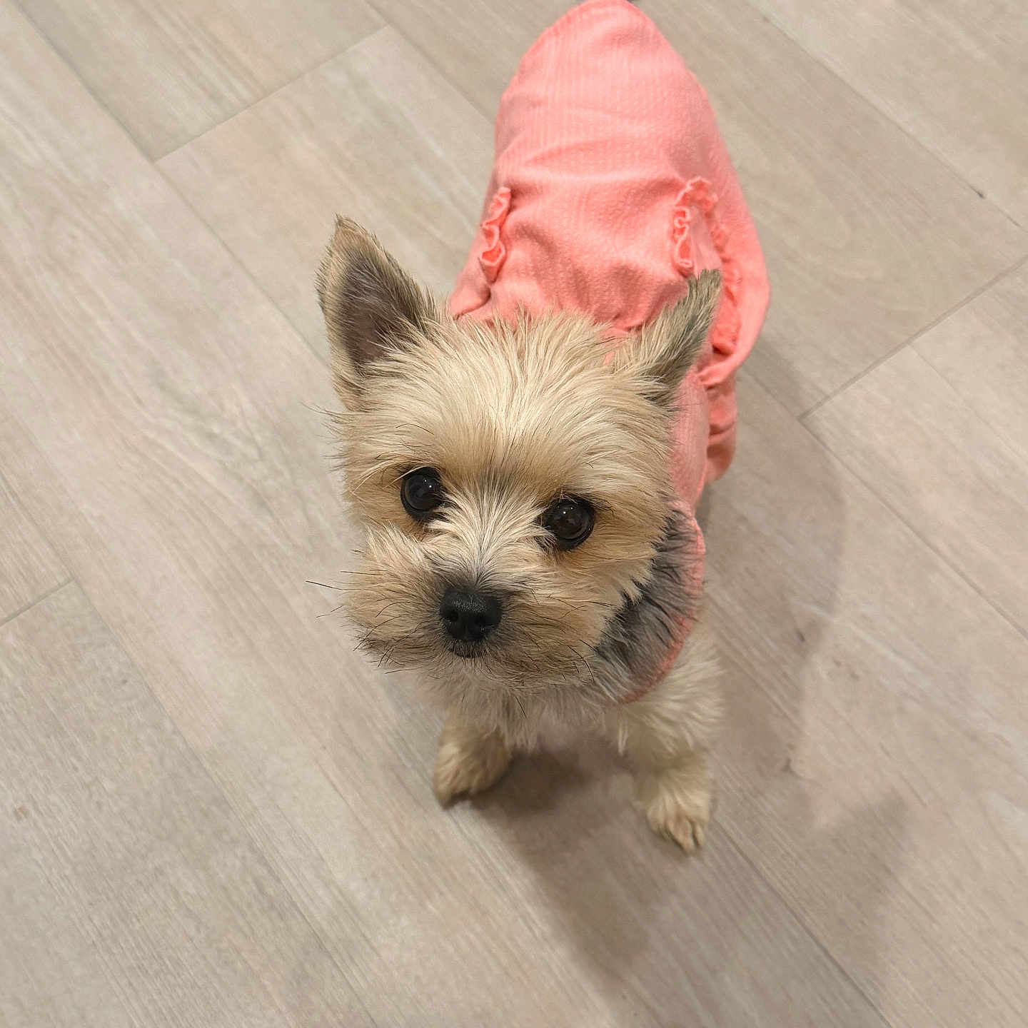 Tru joined the competition — help win amazing prizes! dog, small_dog, pet, cute, pink_sweater, fur, animal, indoor, looking_up, light_wood_floor, adorable, portrait, companion, domestic_animal, tiny, ears, eyes, tail, standing, canine