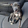 Polska participe au concours pour gagner de l'argent avec cette photo : puppy, dog, gray_dog, sitting, car, car_interior, car_seat, seatbelt, harness, tongue, open_mouth, portrait, pet, animal, cute, road_trip, outdoor_background, blurred_background, automotive, smartphone_photo