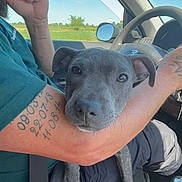 Polska participe au concours pour gagner de l'argent avec cette photo : dog, puppy, gray_dog, car, car_interior, road_trip, passenger, driving, vehicle, pet, animal, cute, looking_at_camera, resting_head, tattooed_arm, sunny, outdoor, countryside, blue_sky, seat